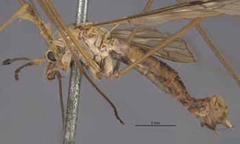 Media type: image;   Entomology 10317 Aspect: habitus lateral view